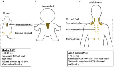 Metabolic Improvement via Enhancing Thermogenic Fat-Mediated Non-shivering Thermogenesis: From Rodents to Humans